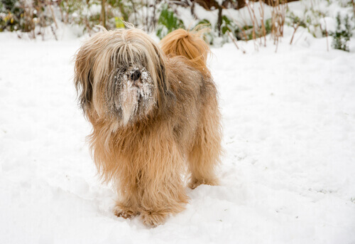 Tibetansk terrier i snö.