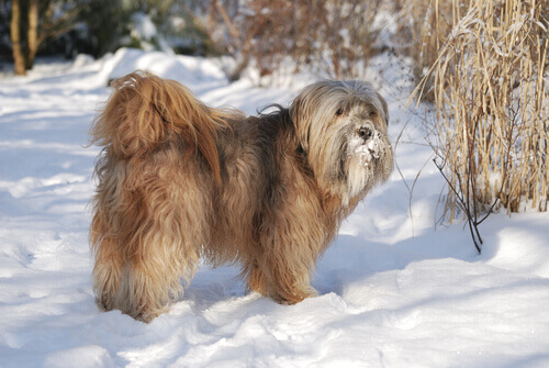 Tibetansk terrier som står i snö.
