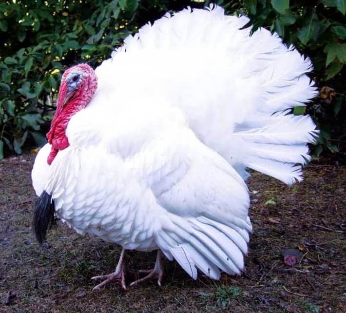 White Holland-kalkon