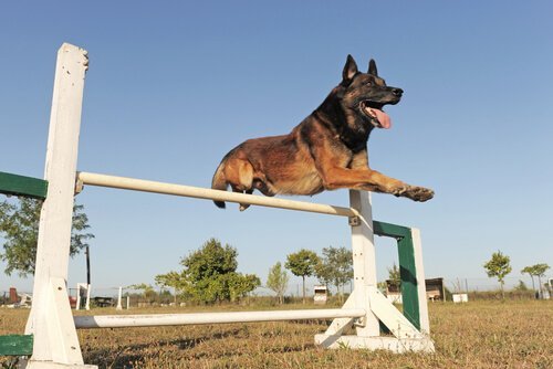 Belgian Shepherd.