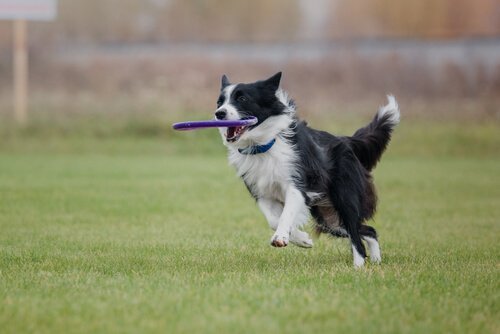 Border Collie som leker.