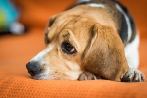 Varför din hund har mindre energi än tidigare