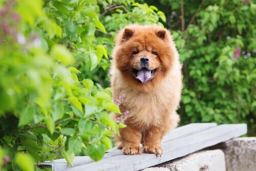 Chow chow på bänk