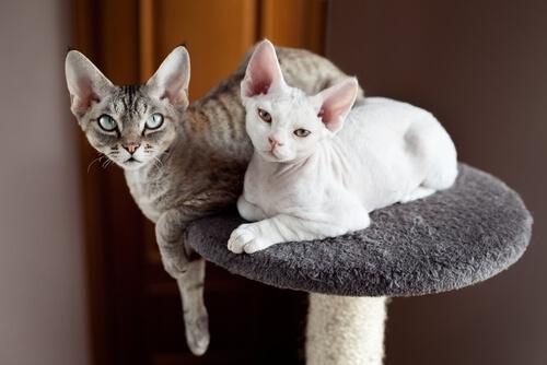 Devon Rex.