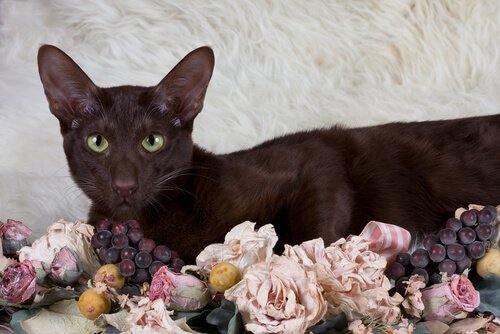 Havana brown bland blommor