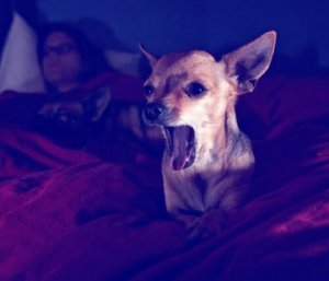 Hur du hindrar hunden från att skälla på natten
