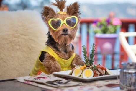 Hund äter sallad