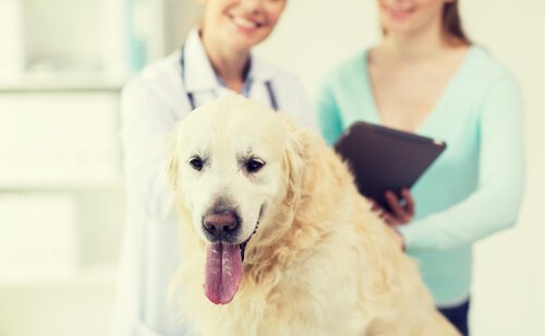 Hund hos veterinär