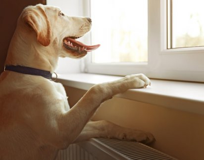Hund vid fönster
