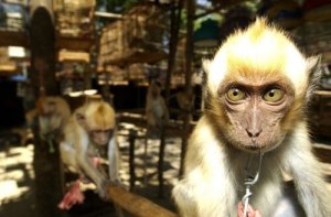 Spanien: porten för illegal djursmuggling i Europa