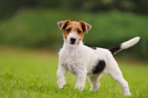 Fem olika typer av terrier och deras likheter