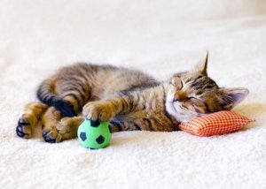 Hur länge kan man lämna katten ensam?