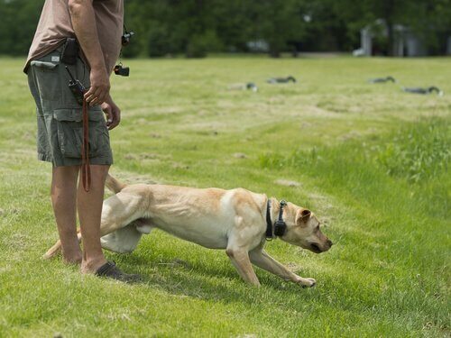 Labrador med sin ägare.