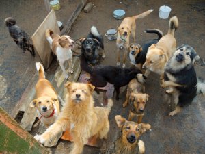 Hur man kontrollerar hundars födelsetal