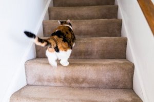 Katten springer runt som en galning – varför?