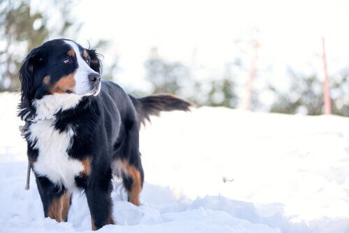 Res till Schweiz med hunden