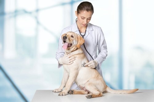 Retriever hos veterinären
