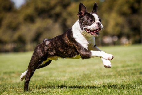 Springande bostonterrier