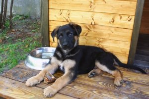 4 viktiga funktioner hos en perfekt hundkoja