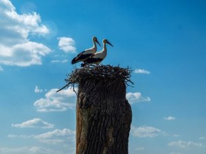 Klepetan och Malena: två storkar som älskar varandra