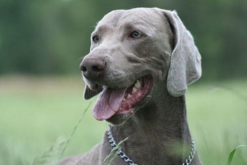 Weimaraner med halsband.