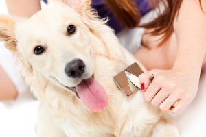 Vad gör man om hunden inte tycker om att bli borstad?