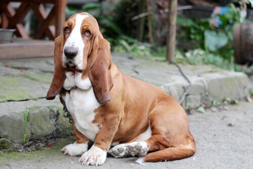 Bassethund med hängande ögon.