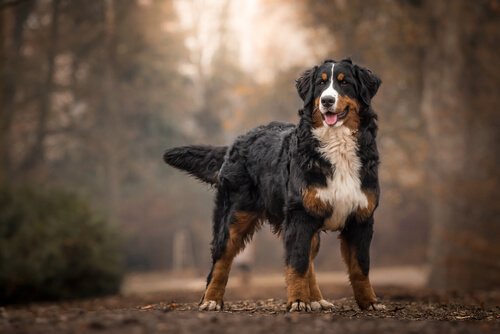 Berner sennenhund.