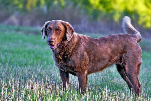 Chesapeake retriever.