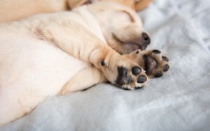 Daggklor: varför har egentligen mastiffer dem?