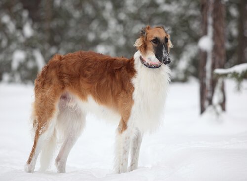 Borzoi är en jakthund