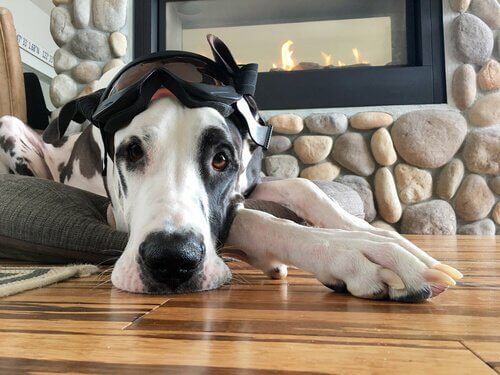 Hund som ligger på golvet.