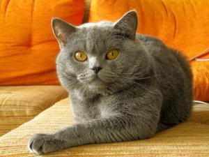 Hur du kan korrigera kattens dåliga beteende