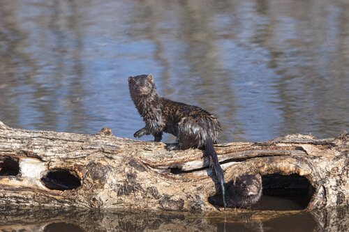 Mink som sitter på en stock.