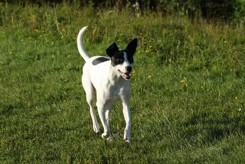 Rat terrier som springer.
