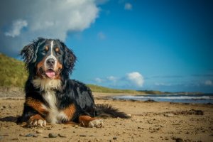 Sommarinfektioner som din hund kan få