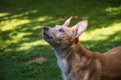 podenco ibicenco