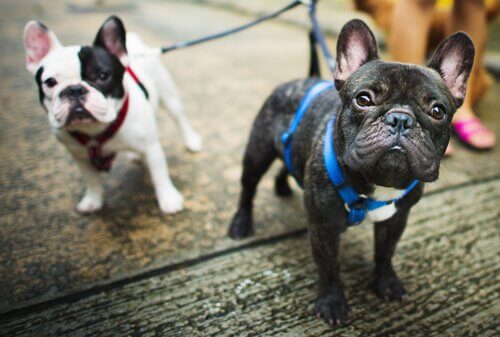 Två hundar i koppel.