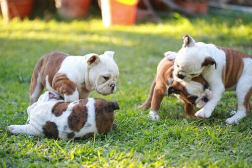 Valpar som leker i gräset.