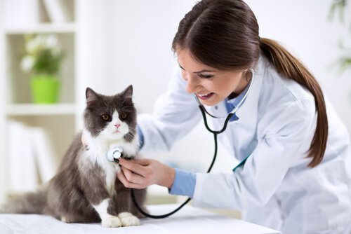 Veterinär som undersöker katt.