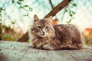 10 anledningar att adoptera en vuxen katt