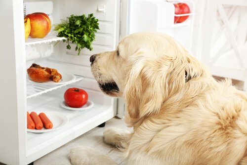 Hur du kan se om din hund är tjock eller smal