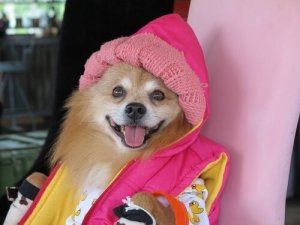 Det negativa resultatet av att humanisera husdjur