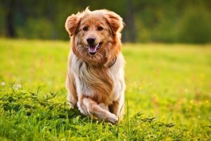 10 tips för att göra din hunds päls vacker