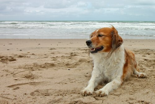 Hund på stranden