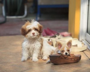 Varför din hund tuggar på allt den får tag på
