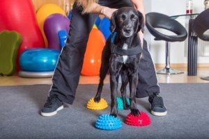 Hundars minne: är det kort- eller långsiktigt?