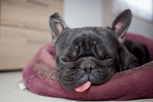 Min hund snarkar: borde jag göra något?