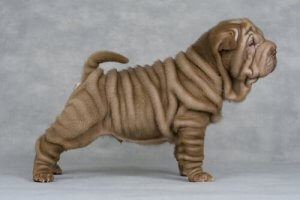 Varför shar pei-hundar har så många rynkor