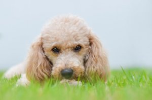 Små hundraser kommer ta över världen